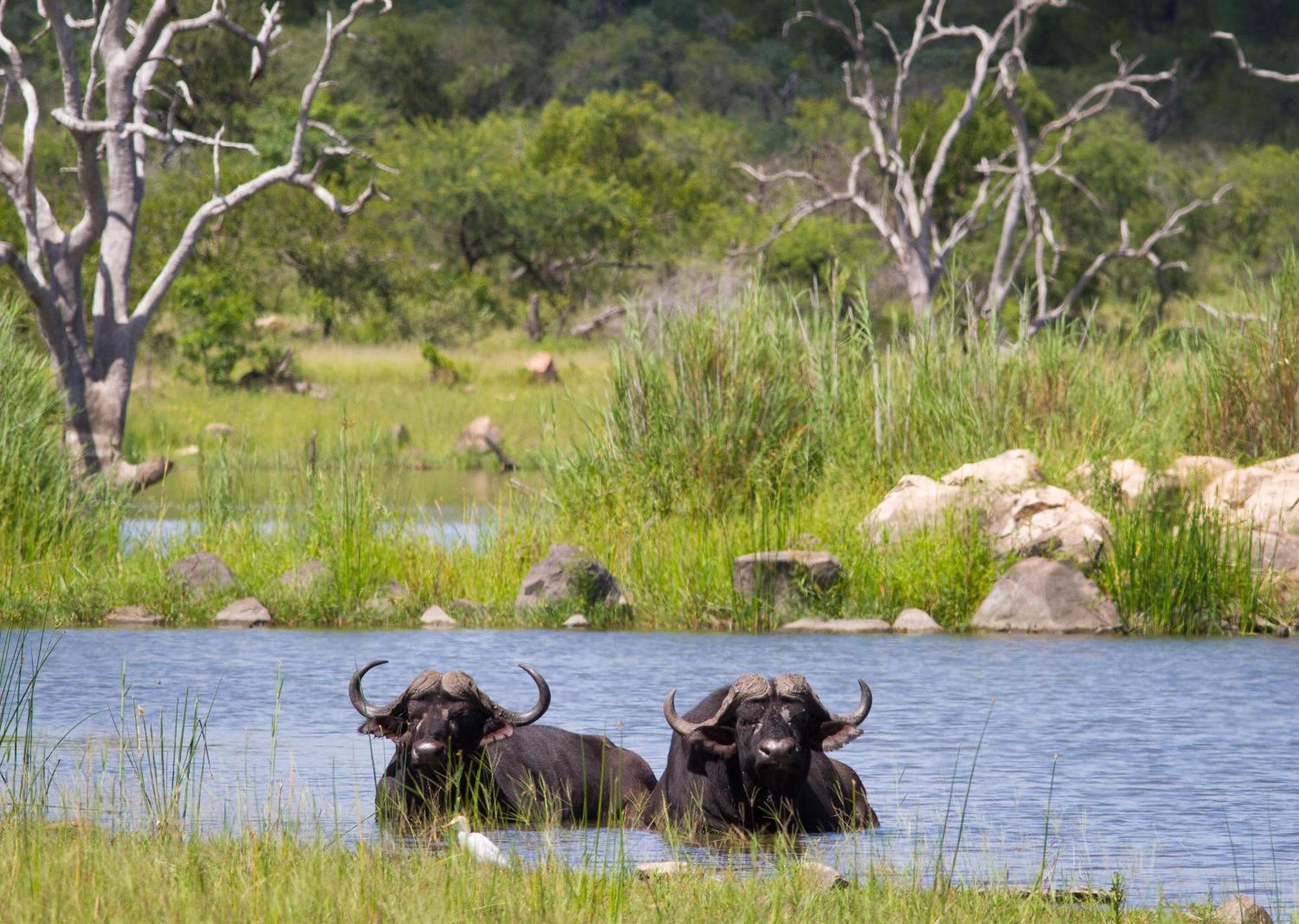 Mjejane Bush Camp By Dream Resorts Hectorspruit Экстерьер фото