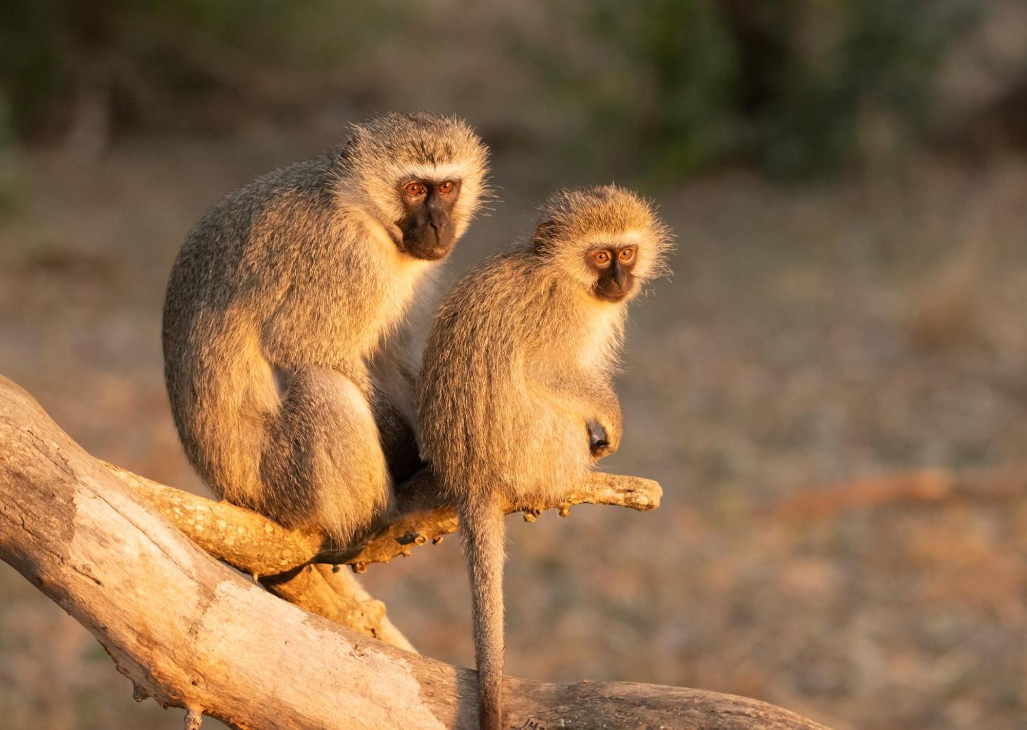 Mjejane Bush Camp By Dream Resorts Hectorspruit Экстерьер фото