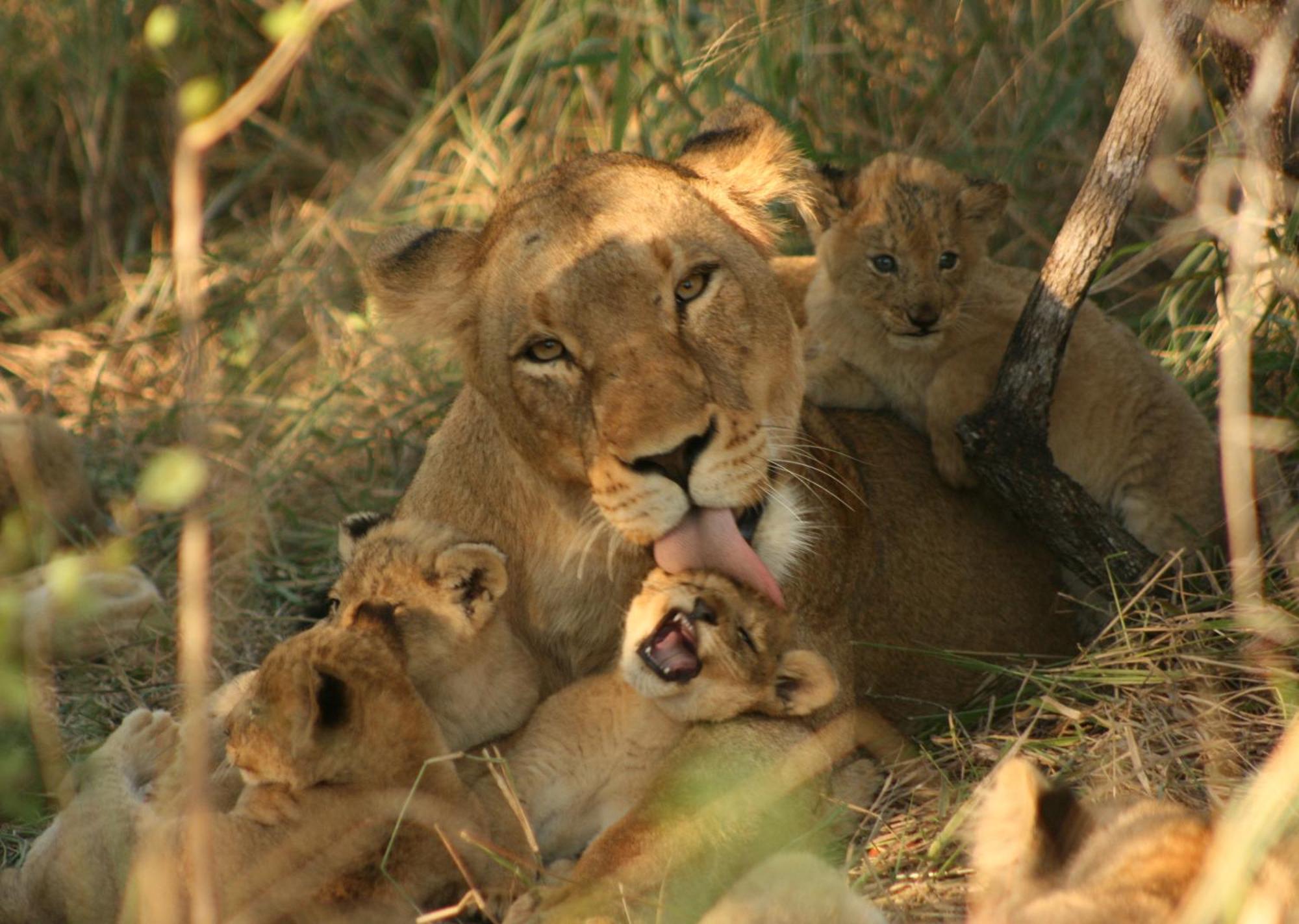 Mjejane Bush Camp By Dream Resorts Hectorspruit Экстерьер фото