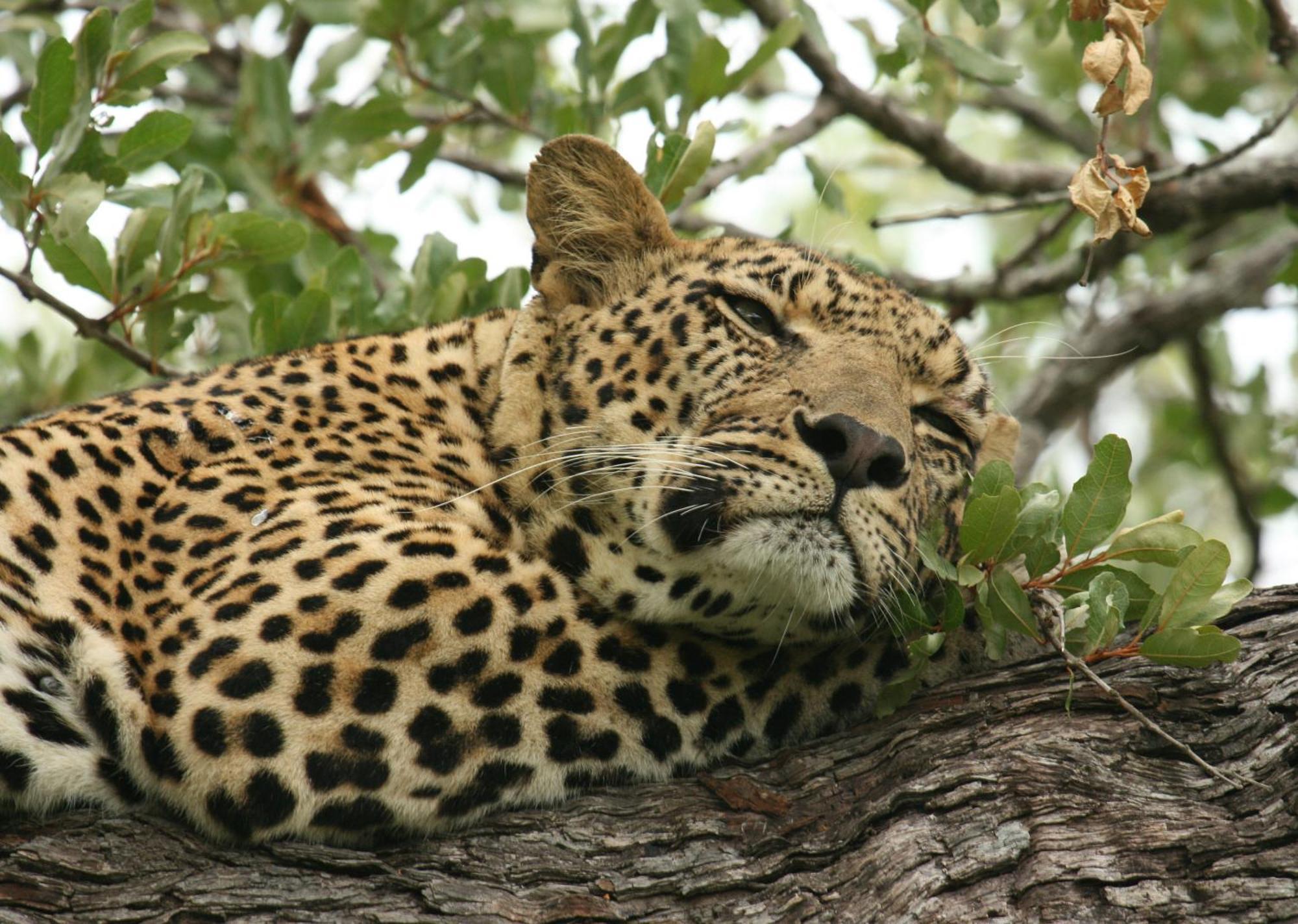 Mjejane Bush Camp By Dream Resorts Hectorspruit Экстерьер фото