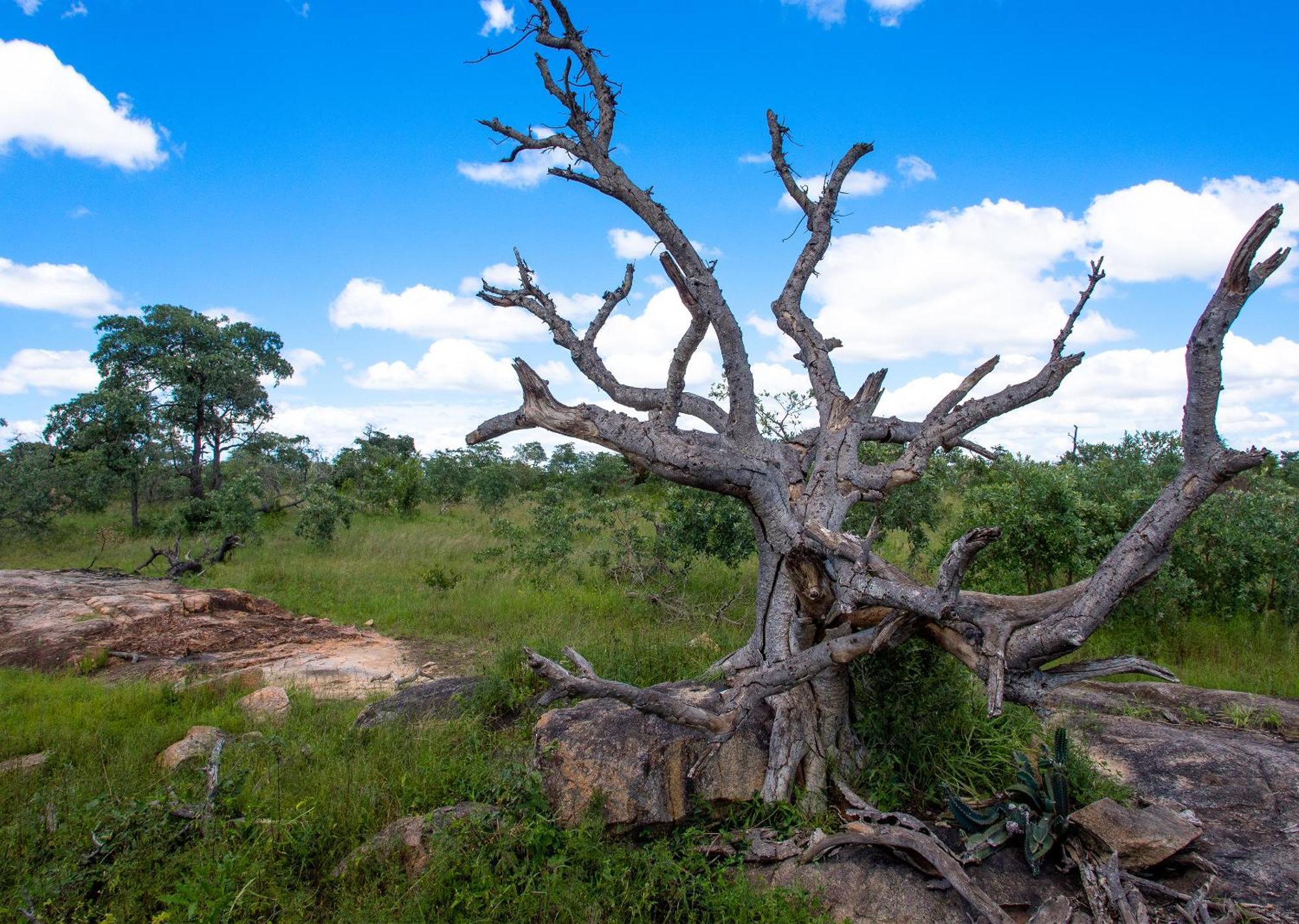 Mjejane Bush Camp By Dream Resorts Hectorspruit Экстерьер фото